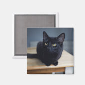 Niedliche Kleintiere | Portrait einer Schwarzen Ka Magnet (Vorderseite/Rückseite)