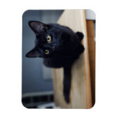 Niedliche Kleintiere | Portrait einer Schwarzen Ka Magnet (Vertikal)