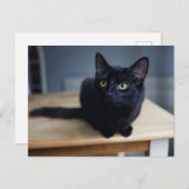 Niedliche Kleintiere | Portrait einer Schwarzen Ka Postkarte (Vorne/Hinten)