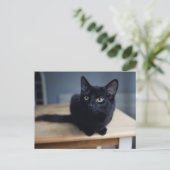 Niedliche Kleintiere | Portrait einer Schwarzen Ka Postkarte (Stehend Vorderseite)