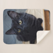 Niedliche Kleintiere | Portrait einer Schwarzen Ka Sherpadecke (Vorderseite (Horizontal))