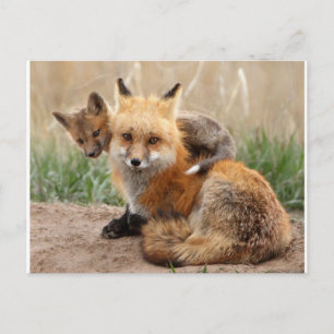 Niedliche Kleintiere   Red Fox & Baby Postkarte