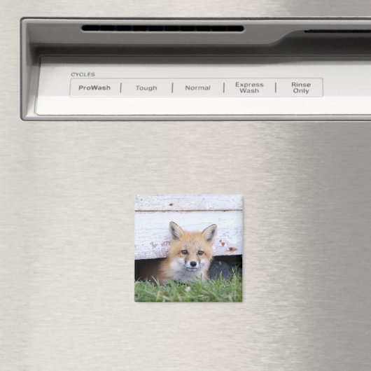 Niedliche Kleintiere | Red Fox Kit Peeking Magnet (In Situ (Geschirrspüler))