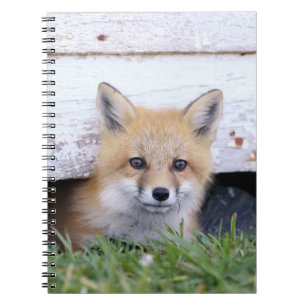 Niedliche Kleintiere   Red Fox Kit Peeking Notizblock