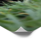 Niedliche Kleintiere | Red Fox Kit Peeking Poster (Ecke)