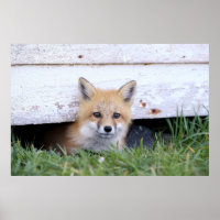 Niedliche Kleintiere | Red Fox Kit Peeking