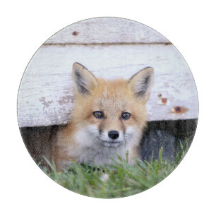 Niedliche Kleintiere   Red Fox Kit Peeking Schneidebrett