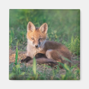 Niedliche Kleintiere Red Fox Kit Relaxen Magnet