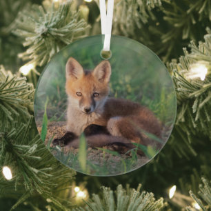 Niedliche Kleintiere Red Fox Kit Relaxen Ornament Aus Glas