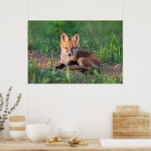 Niedliche Kleintiere | Red Fox Kit Relaxen Poster (Küche)