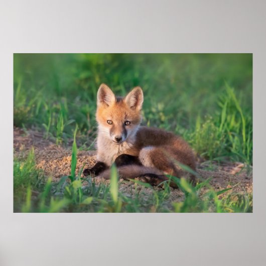 Niedliche Kleintiere | Red Fox Kit Relaxen Poster (Vorne)