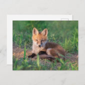 Niedliche Kleintiere | Red Fox Kit Relaxen Postkarte (Vorne/Hinten)