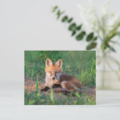 Niedliche Kleintiere | Red Fox Kit Relaxen Postkarte (Stehend Vorderseite)