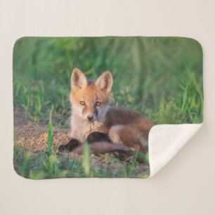 Niedliche Kleintiere Red Fox Kit Relaxen Sherpadecke