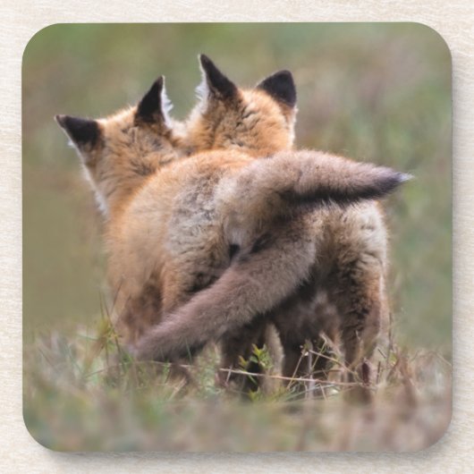 Niedliche Kleintiere | Red Fox Kits Locking Schwan Getränkeuntersetzer (Vorderseite)