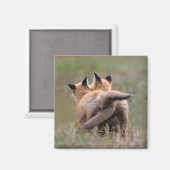 Niedliche Kleintiere | Red Fox Kits Locking Schwan Magnet (Vorderseite/Rückseite)