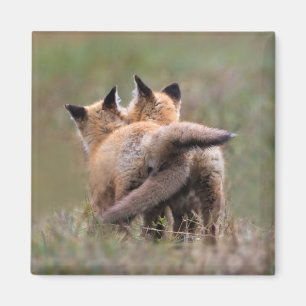 Niedliche Kleintiere   Red Fox Kits Locking Schwan Magnet