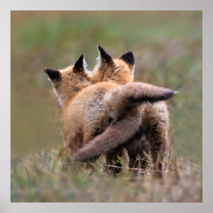 Niedliche Kleintiere Red Fox Kits Locking Schwan Poster