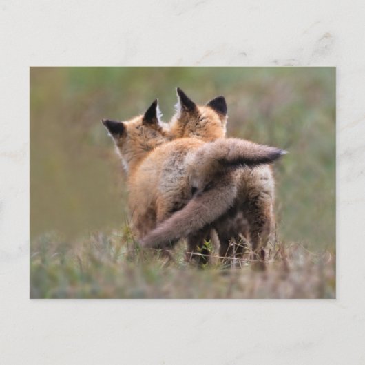 Niedliche Kleintiere | Red Fox Kits Locking Schwan Postkarte (Vorderseite)
