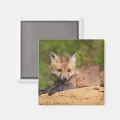 Niedliche Kleintiere | Red Fox Pup Magnet (Vorderseite/Rückseite)