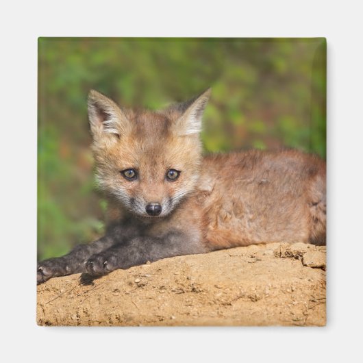 Niedliche Kleintiere | Red Fox Pup Magnet (Vorne)