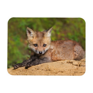 Niedliche Kleintiere   Red Fox Pup Magnet