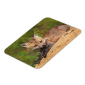 Niedliche Kleintiere | Red Fox Pup Magnet (Linke Seite)