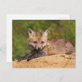Niedliche Kleintiere | Red Fox Pup Postkarte (Vorne/Hinten)