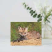 Niedliche Kleintiere | Red Fox Pup Postkarte (Stehend Vorderseite)