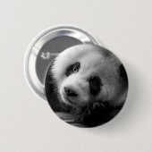 Niedliche Kleintiere | Riesengebirgssäule Button (Vorne & Hinten)