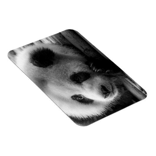 Niedliche Kleintiere | Riesengebirgssäule Magnet (Rechte Seite)