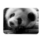 Niedliche Kleintiere | Riesengebirgssäule Magnet (Horizontal)