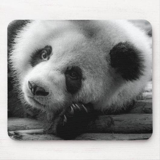 Niedliche Kleintiere | Riesengebirgssäule Mousepad (Vorne)