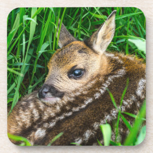 Niedliche Kleintiere Roe Deer Baby Getränkeuntersetzer