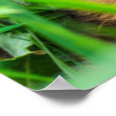 Niedliche Kleintiere | Roe Deer Baby Poster (Ecke)