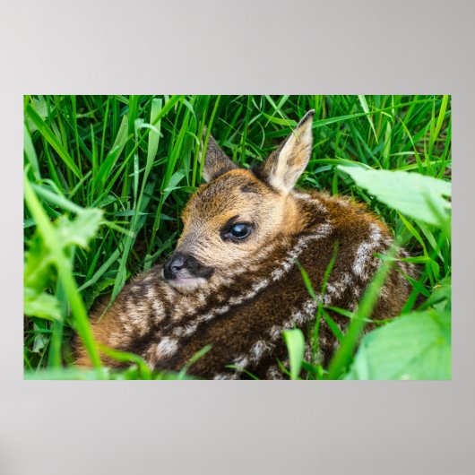 Niedliche Kleintiere | Roe Deer Baby Poster (Vorne)