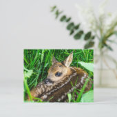 Niedliche Kleintiere | Roe Deer Baby Postkarte (Stehend Vorderseite)