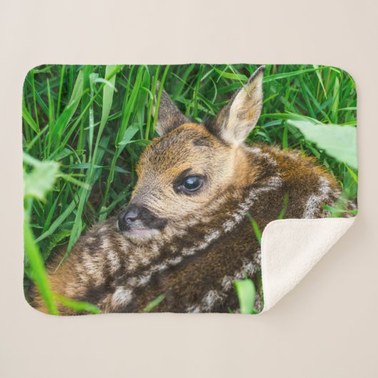 Niedliche Kleintiere | Roe Deer Baby Sherpadecke (Vorderseite (Horizontal))