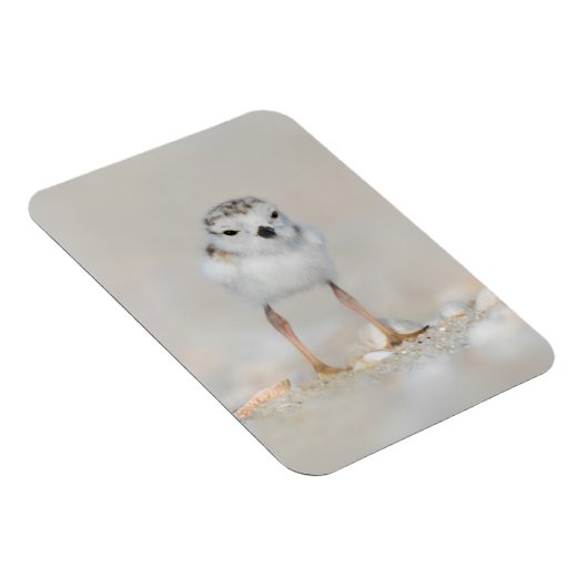 Niedliche Kleintiere | Rohrleitungs-Küken Magnet (Rechte Seite)