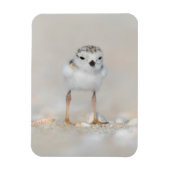 Niedliche Kleintiere | Rohrleitungs-Küken Magnet (Vertikal)