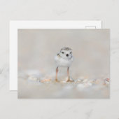 Niedliche Kleintiere | Rohrleitungs-Küken Postkarte (Vorne/Hinten)