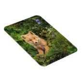 Niedliche Kleintiere | Rotfuchs bei Umnak Alaska Magnet (Rechte Seite)