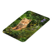 Niedliche Kleintiere | Rotfuchs bei Umnak Alaska Magnet (Linke Seite)