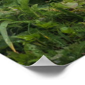 Niedliche Kleintiere | Rotfuchs bei Umnak Alaska Poster (Ecke)