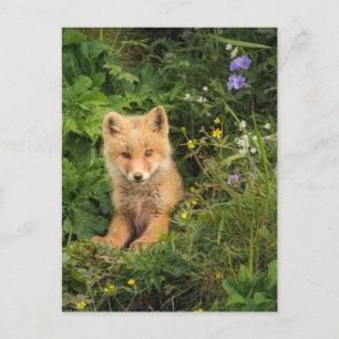 Niedliche Kleintiere   Rotfuchs bei Umnak Alaska Postkarte