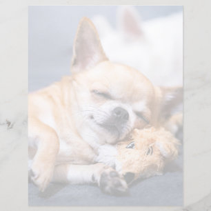Niedliche Kleintiere   Rothaariger Chihuahua-Hund