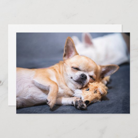 Niedliche Kleintiere | Rothaariger Chihuahua-Hund Dankeskarte (Vorne/Hinten)