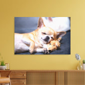 Niedliche Kleintiere | Rothaariger Chihuahua-Hund Leinwanddruck (Insitu (Wohnzimmer))