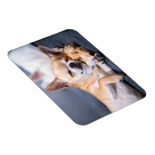 Niedliche Kleintiere | Rothaariger Chihuahua-Hund Magnet (Rechte Seite)