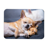Niedliche Kleintiere | Rothaariger Chihuahua-Hund Magnet (Horizontal)